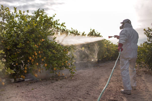 Best Flea Control Services  in Spanay, WA