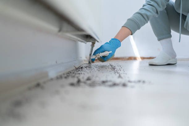 Trusted Spanaway, WA Pest Control Experts